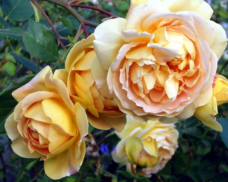 Claude Monet Rose